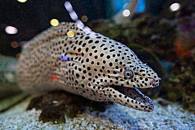 《战神》奎爷配音演员称未来两周将有多个消息公布