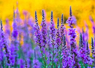 《 小黄鸭模拟器 》Steam发售 啥也不干飘着享受鸭生